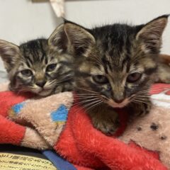 子猫の高アンモニア血症に気をつけて！症状と対処法