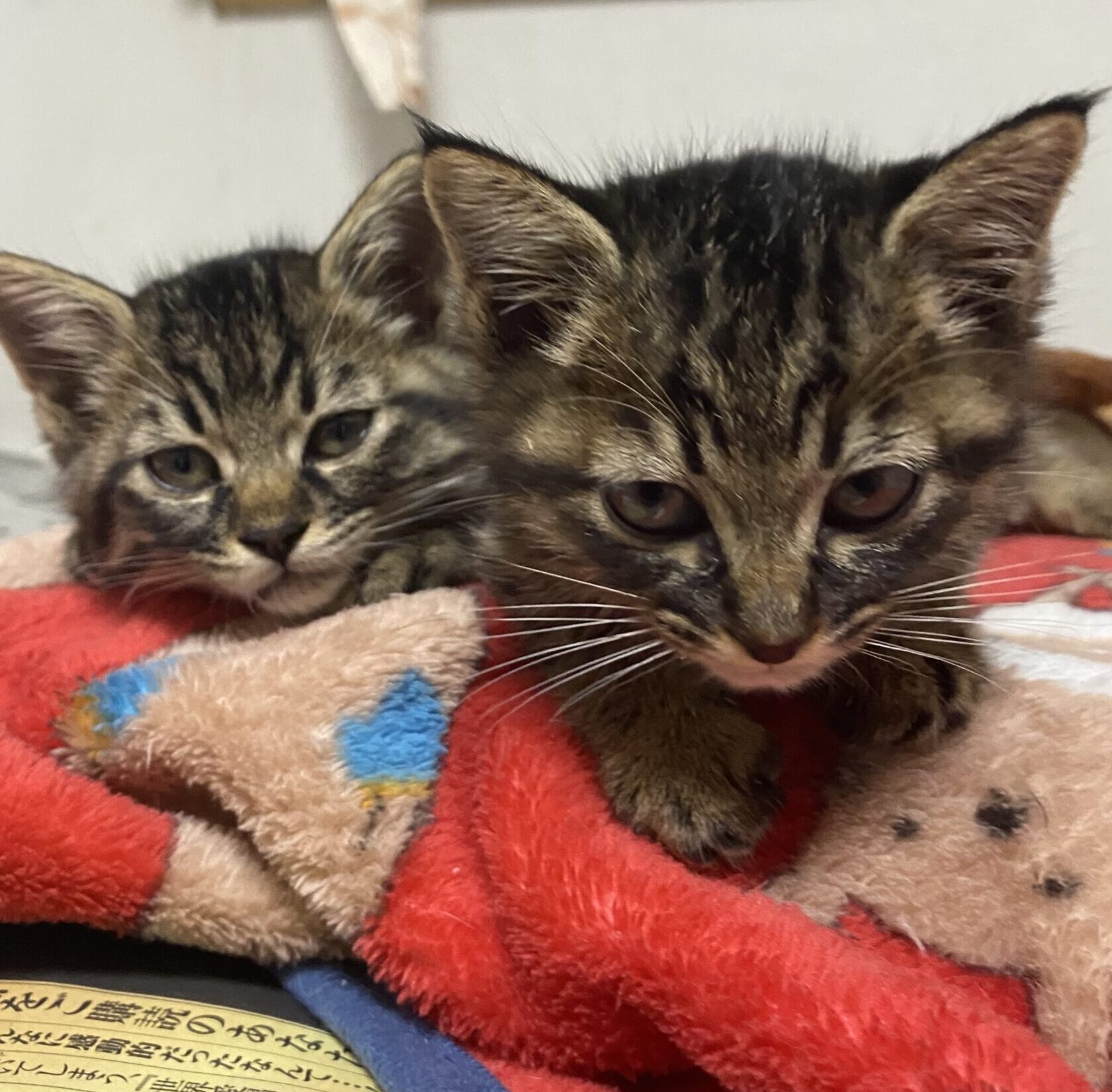 子猫の高アンモニア血症について