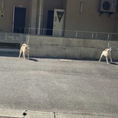 佐賀県動物管理センターとふるさと納税で支援できる仕組み