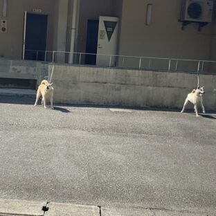 佐賀県動物管理センターとふるさと納税で支援できる仕組み