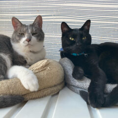 猫を飼うなら保護猫と、ペットショップとどちらがよい？