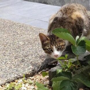 ノネコ問題、沖縄の動物愛護問題。沖縄県動物愛護管理センターで聞いたこと。