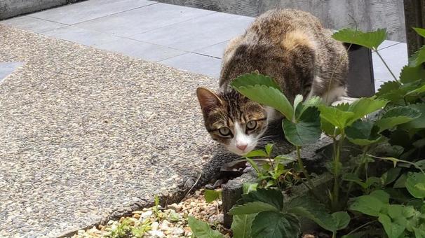 沖縄県のノネコを殺処分から救う