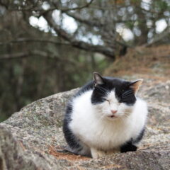野良猫は冬にどこで過ごしているのか。寒さを凌ぐために人ができること