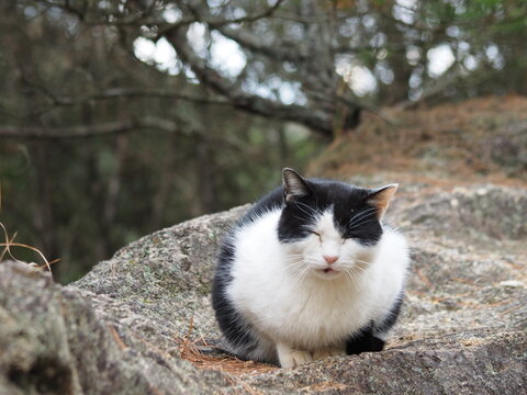 冬の寒さを凌ぐ猫