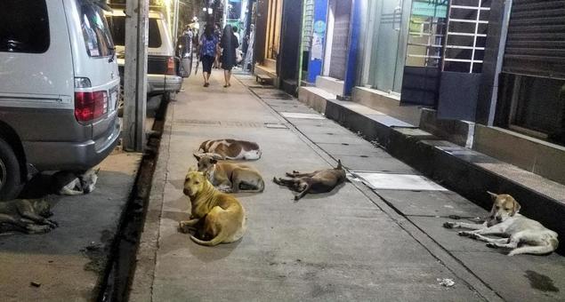ミャンマーの野犬