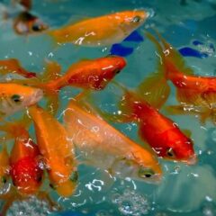 金魚すくいで余った金魚はどうなるの？悲しい現実を受け止めて。