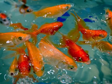 金魚すくいで余った金魚はどうなるのか