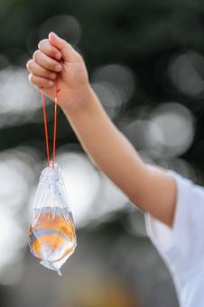 金魚すくいで景品として持って帰る金魚