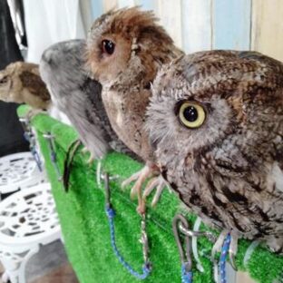 フクロウは動物愛護法の対象になるのか?残酷なフクロウカフェの規制はできるか