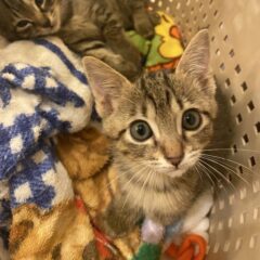 保護猫カフェから保護猫を引き取りたい！その費用はどのくらい？