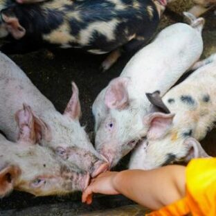 豚熱で豚が殺処分。そのとんでもない数と殺処分方法に一石を投じたい。