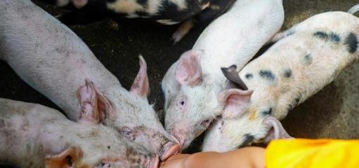 豚熱の殺処分問題