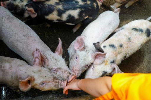 豚熱の殺処分問題