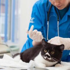 季節の変わり目と猫の下痢。体調の変化に気をつけて！