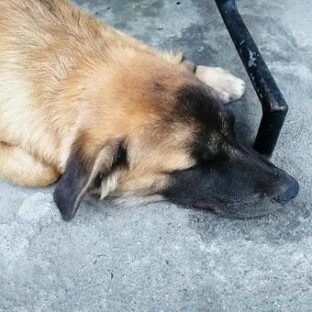 野犬と狂犬病予防法。日本の野犬は外では生きてはいけないのか。