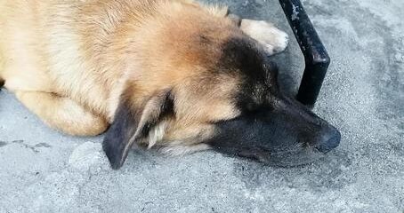 野犬と狂犬病