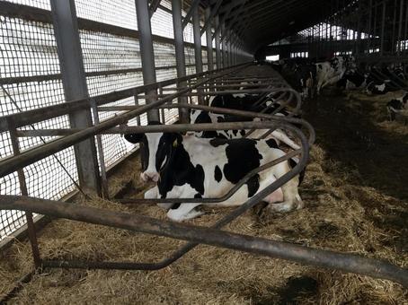 牛乳を飲むということは牛を妊娠させること