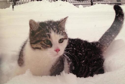 雪国の猫はどう生きるのか