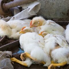 鳥インフルエンザが発生したらなぜ全ての鶏が殺処分になるのか。誰がどうやって殺処分する？