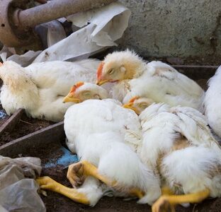 鳥インフルエンザが発生したらなぜ全ての鶏が殺処分になるのか。誰がどうやって殺処分する?