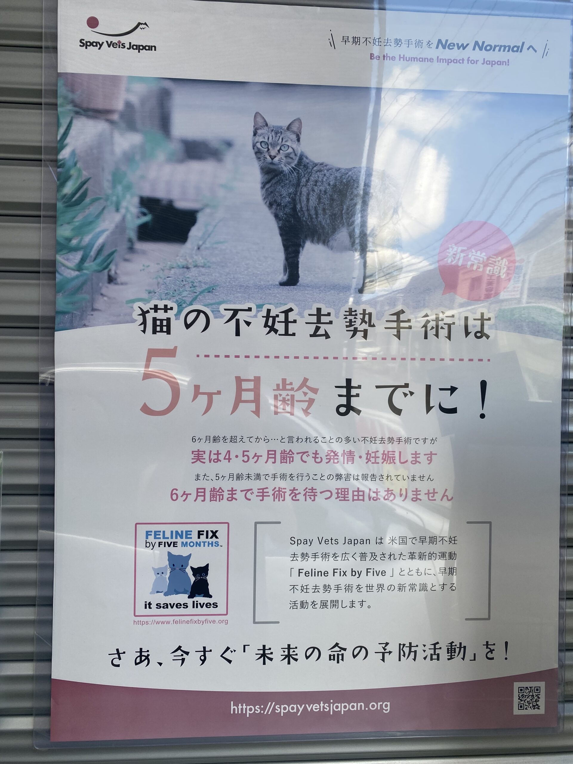 猫の避妊去勢手術は5ヶ月齢までに ポスター