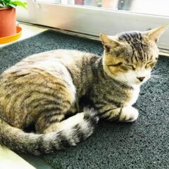 野良猫が急に懐いてくるのはなぜ？助けを求めているサインかも