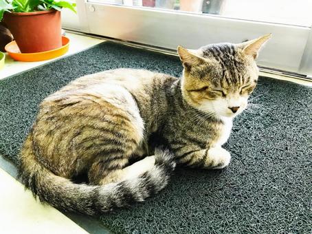 急に懐く野良猫