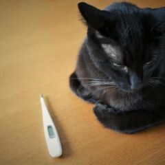 保護猫が病気だった。よくある事例と対処法、譲渡される時に押さえておくポイントと。