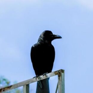 カラスを保護することはできる?鳥獣保護法とさわるときの注意点