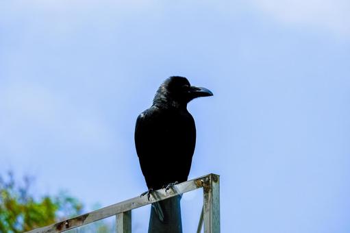 カラスを保護してもいい？