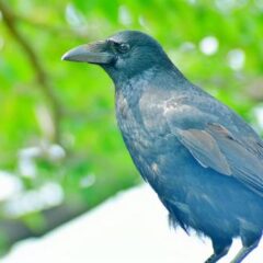 カラスがかわいく思える！？掃除屋という重要な役割をはたすありがたい存在な訳