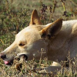 野犬が多い地域と動物愛護団体。 野犬は人馴れするのか実際のところを聞いてみました。