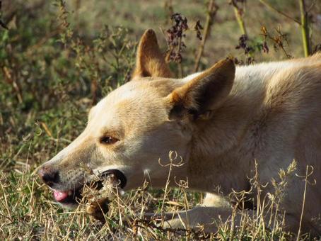 野犬は人に懐くのか