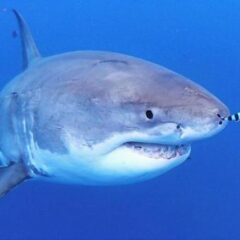 サメがいなくなると海はどうなる？フカヒレはもう食べるべきではない理由