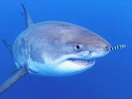 サメが激減している理由