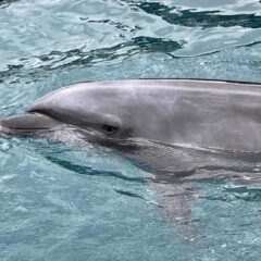 和歌山のイルカ漁が批判されているけれど、世界のイルカも残酷な世界で生きている