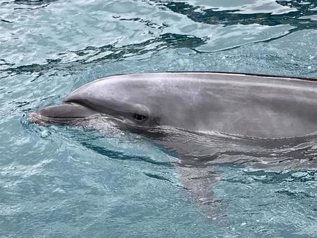 和歌山のイルカ漁も世界のイルカの状況も残酷だった