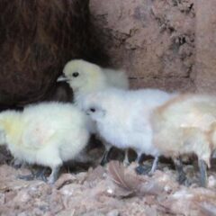 バタリーケージは日本で廃止になるのか。 私たちのすべき行動と世界の今