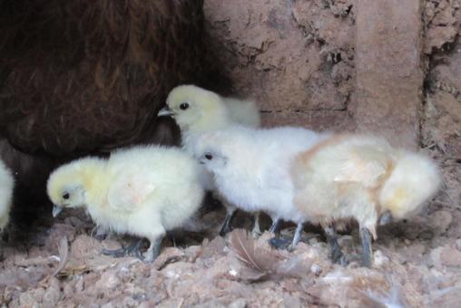 飼育されているひよこ