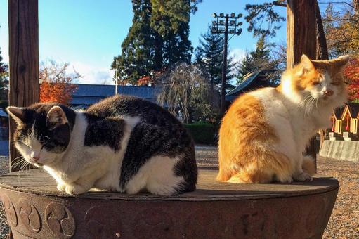沖縄県のノネコ問題について
