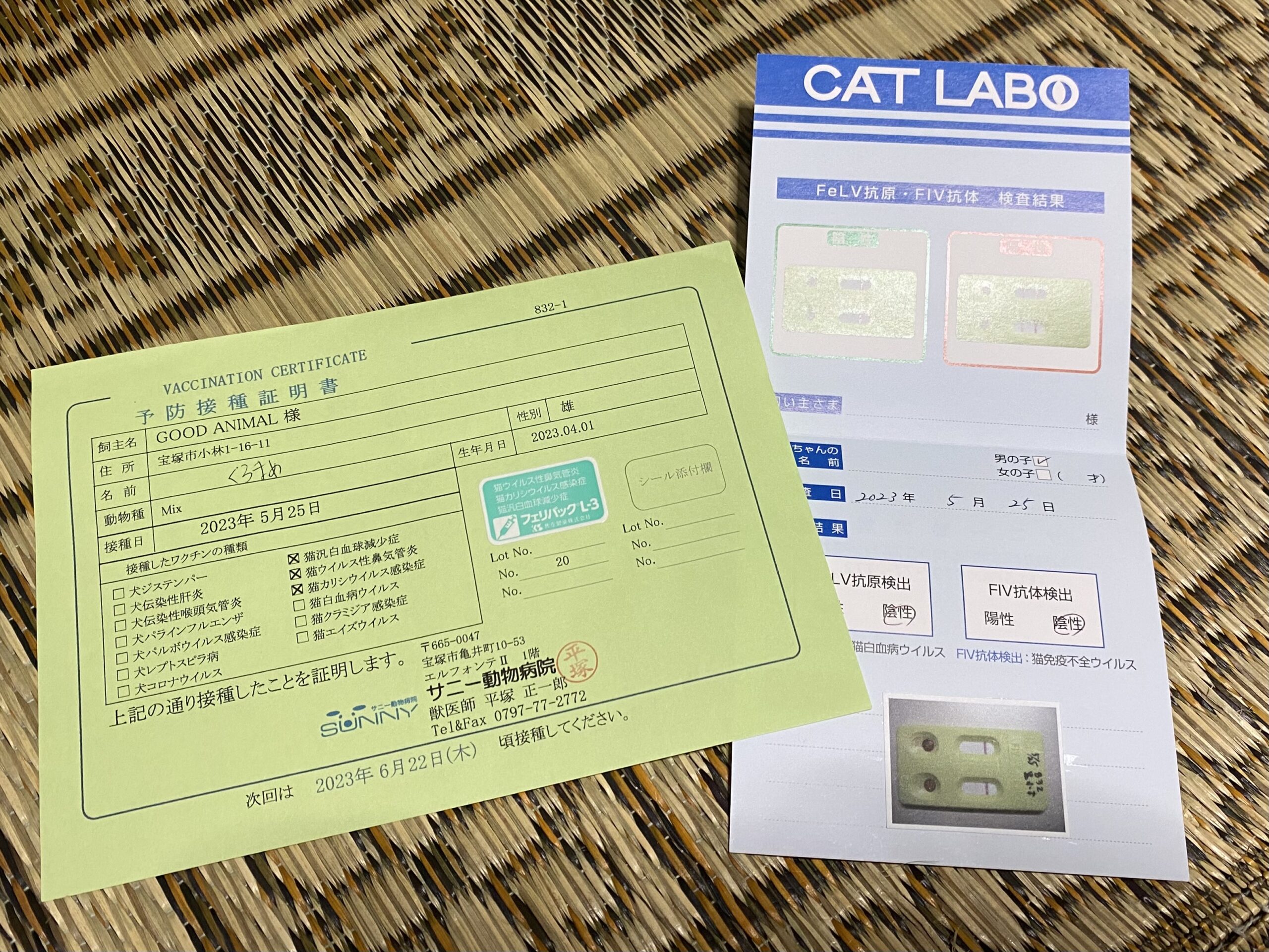 猫のエイズ白血病検査キットとワクチン証明書