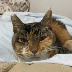 飼い猫の最期。家で看取る？後悔しないための準備