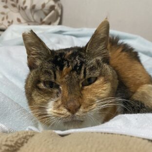 飼い猫の最期。家で看取る？後悔しないための準備