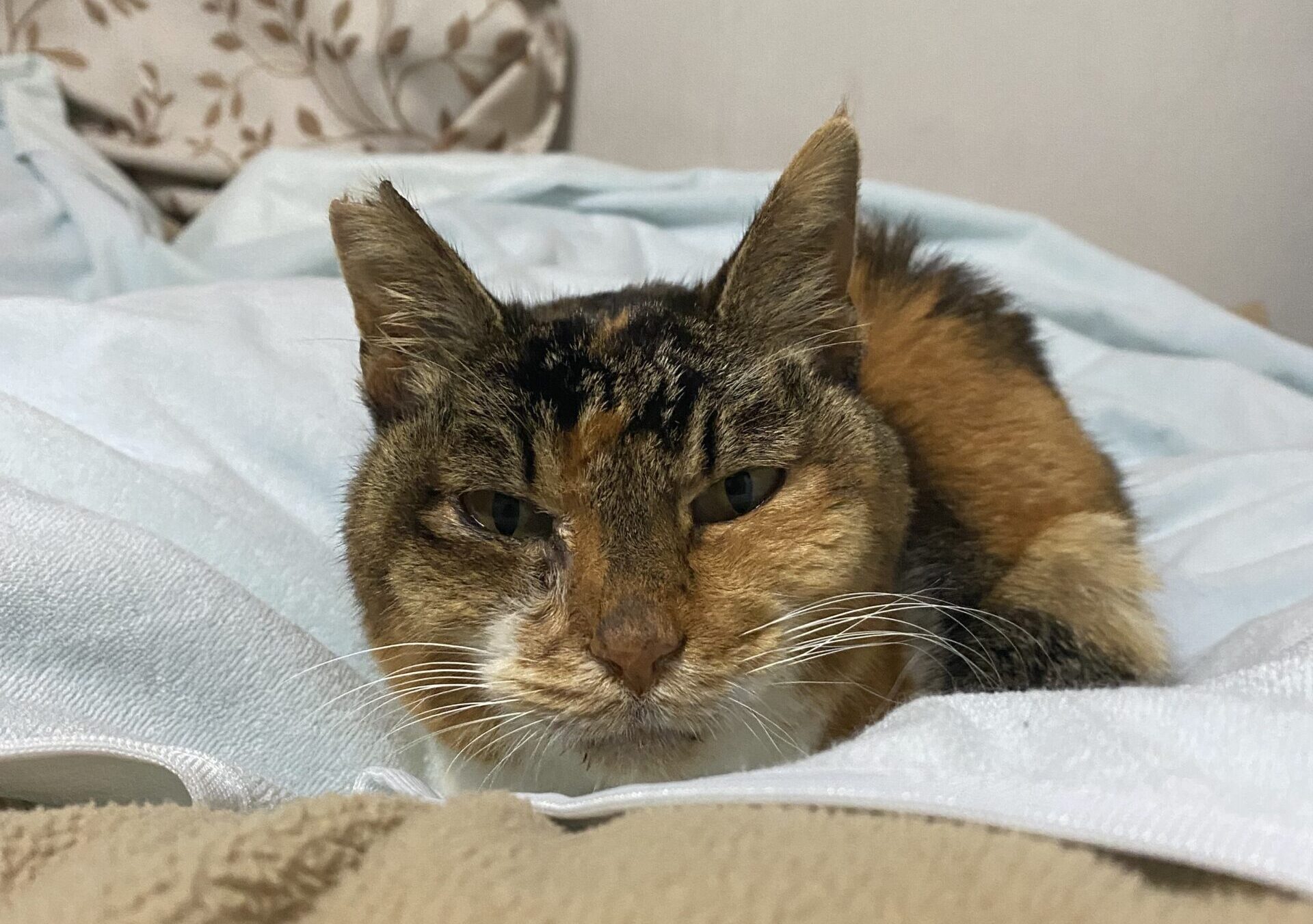 長年外で暮らしていたミケ子