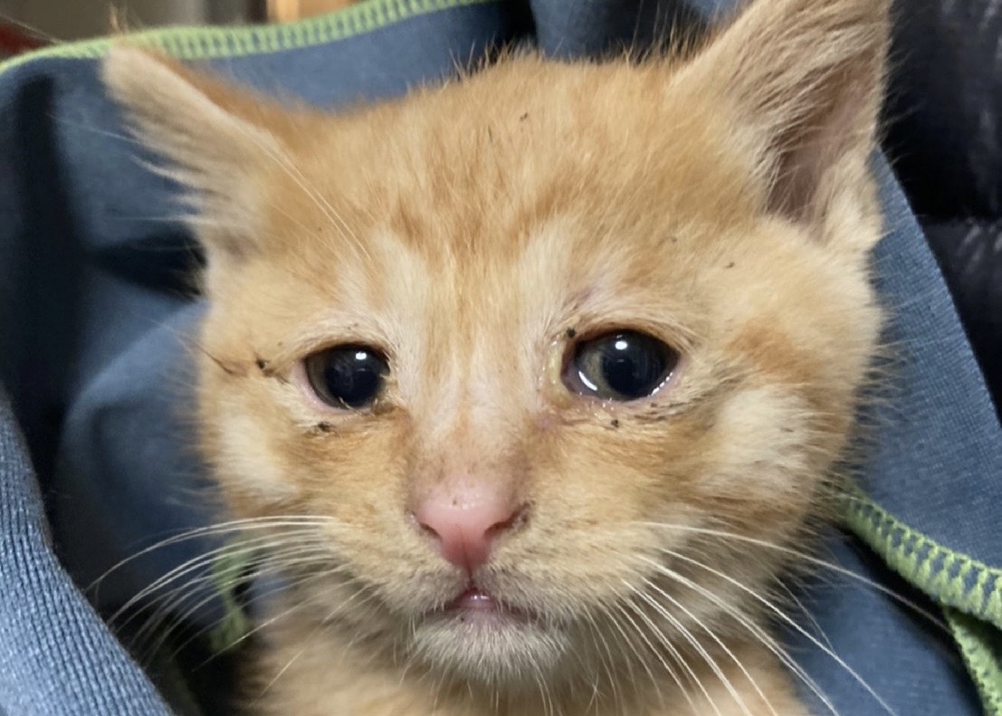 風邪で目やにが出ている子猫