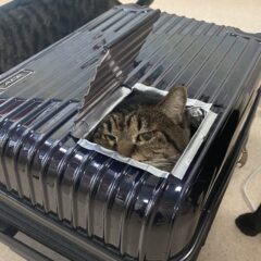 廃棄のスーツケースから、野良猫が寒い冬を越すための外猫ハウスを作成！