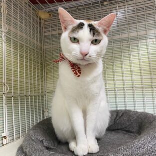 保護猫カフェの一日の売上は?損益分岐点と黒字化しなかった場合の対処法
