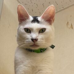猫カフェを経営するにはいくら準備資金が必要？賃貸契約から準備するものまで