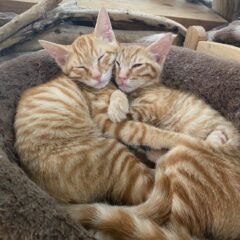 保護猫カフェをつくりたい、そう思ったときに読んでほしい準備と心得